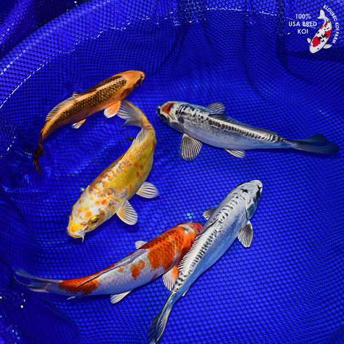 (5) 8-10" Koi Pond Pack #L4651(X28)