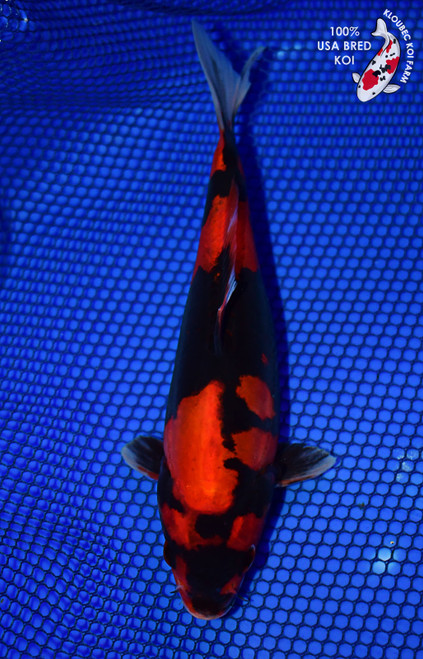 7.5" Doitsu Hi Utsuri Koi #L4659(X29)