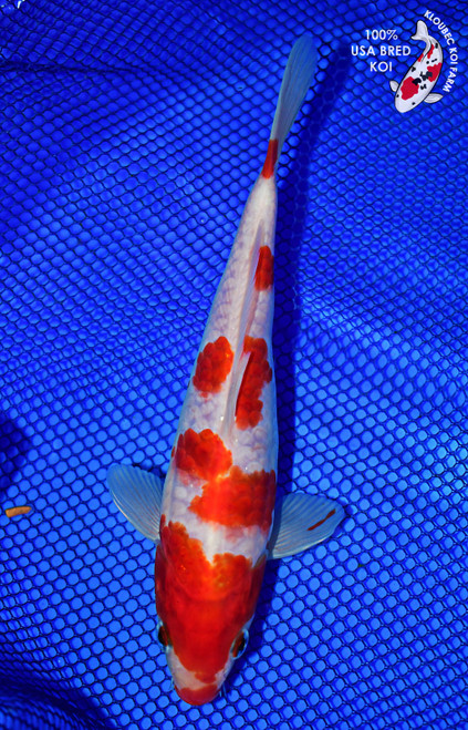 9" Kohaku Koi #L4662(X29)