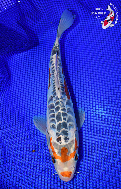 11" Shusui Koi #L4691(X36)