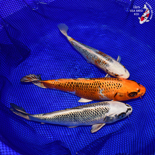 (3) 8-10" Pond Pack Koi #L4720(X37)