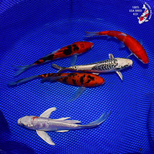 (5) 6" Pond Pack Koi #L4742(X40)