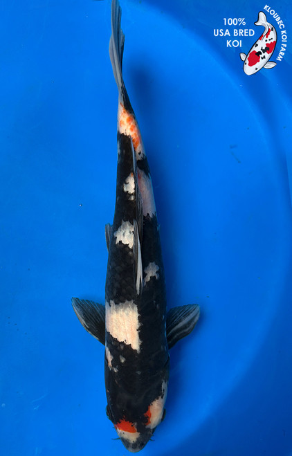 14" “Onyx” Showa Koi #J4920(S6)