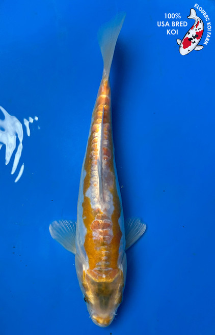 11" “Limoncello” Doitsu Lemon Hariwake Koi #J4921(S6)