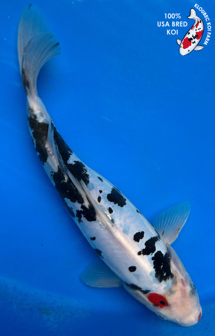 11" "Patches" Beni Kumonryu Koi #J4922(S6)