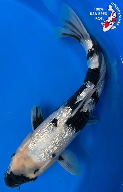 Koi Fish for Sale | Japanese Koi Varieties Online | Kloubec Koi