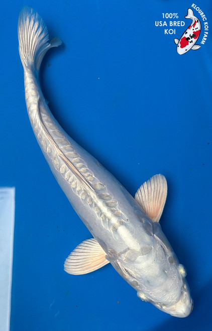 Koi Fish for Sale | Japanese Koi Varieties Online | Kloubec Koi