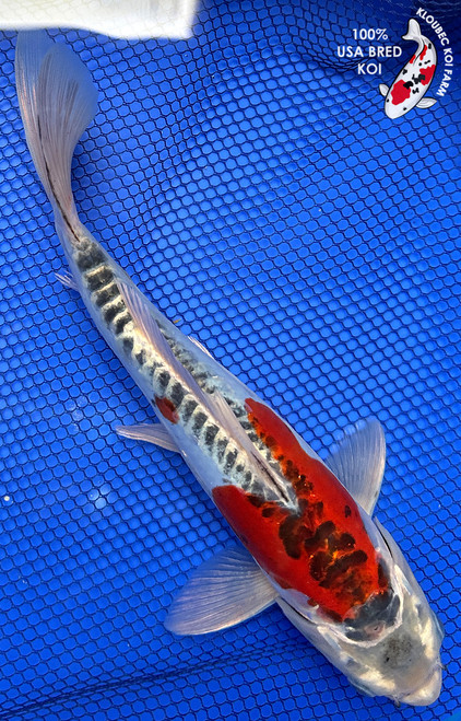 10" “Draco” Doitsu Kujaku Koi #J4929(S6)