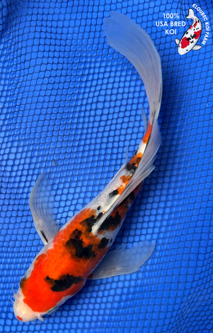 9" Sanke Butterfly Koi #J4931(S6)