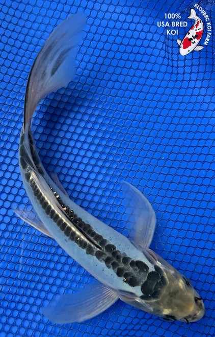 7.5" “Skye” Shusui Butterfly Koi #J4933(S6)