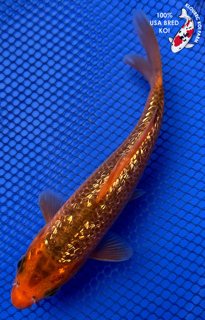 6" "Sparks" Gin Rin Aka Matsuba Koi #J4941(P12)