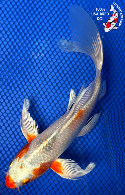 8" "Sophie" Yamato Nishiki Butterfly Koi #J4942(P12)