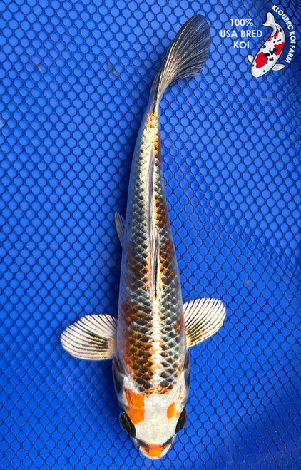 Orange Koi Fish | Orange, Black & White Koi Carp | Kloubec Koi