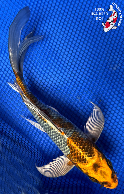8.5" "Jackson" Kujaku Butterfly Koi #J4946(P12)