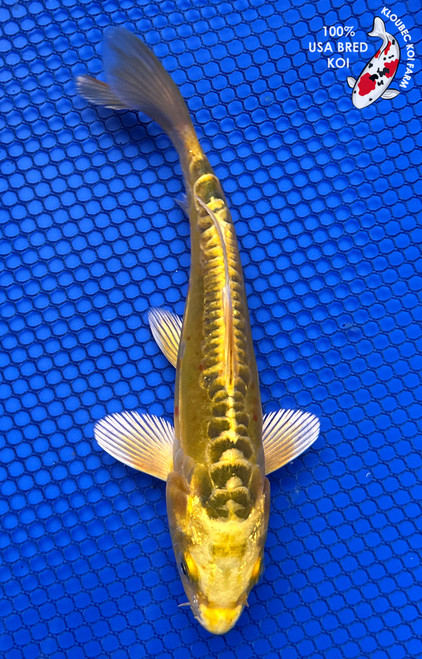 6" "Felix" Doitsu Kin Matsuba Koi #J4947(P12)