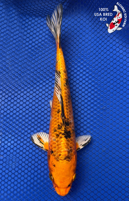 7.5" "Leo" Yamato Nishiki Koi #J4949(P12)