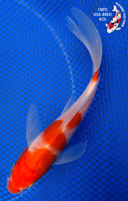 6.5" "Cherry" Doitsu Kohaku Butterfly Koi #J4164(K2)