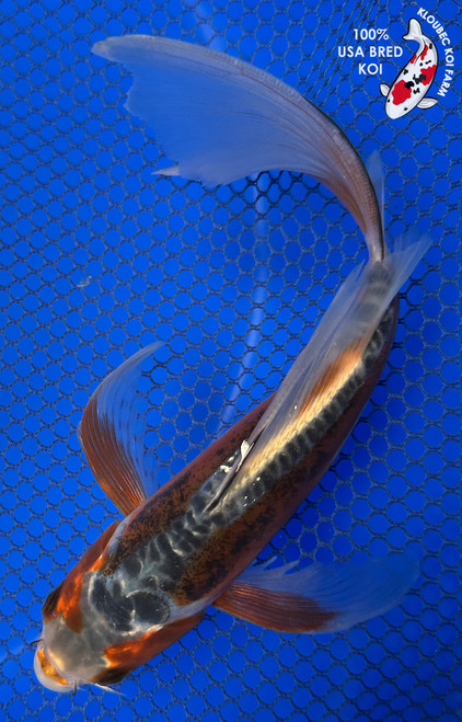 7" Midnight Shusui Butterfly Koi #J4168(K3)