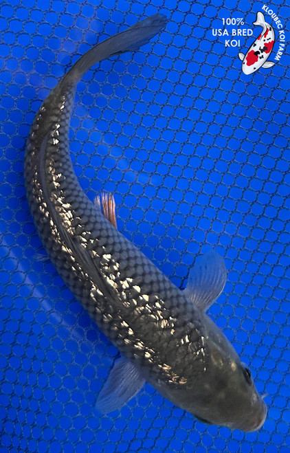 7" "Slate" Gin Rin Soragoi Koi #J41610(K3)