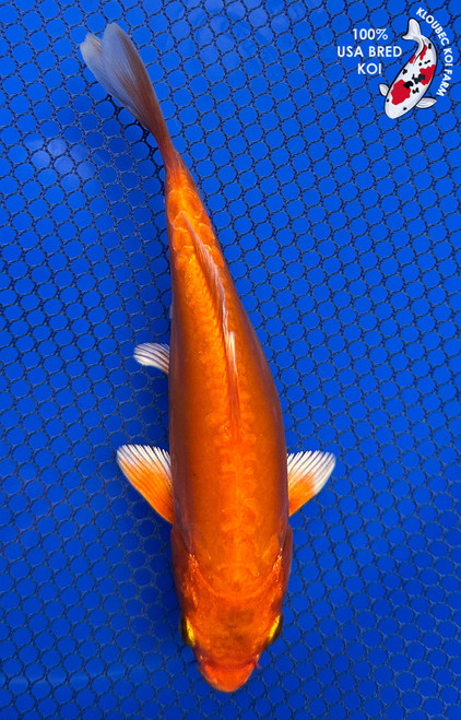 6" "Mango" Doitsu Orenji Ogon Koi #J41611(K3)