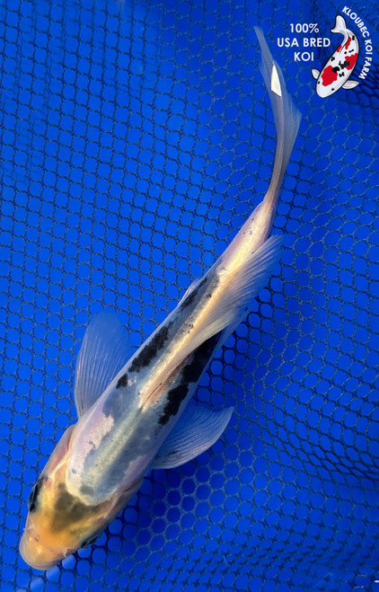 6.5" "Marble" Kumonryu Butterfly Koi #J41612(K3)