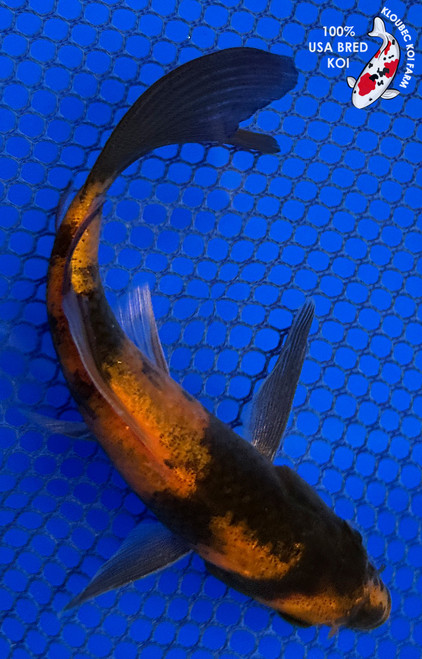 5" Hi Utsuri Butterfly Koi #J41619(K4)