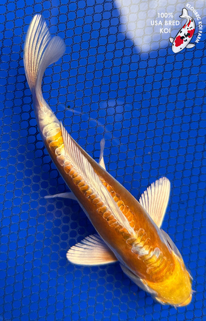 6.5" "Lumi" Doitsu Yamabuki Hariwake Koi #J41634(P14)