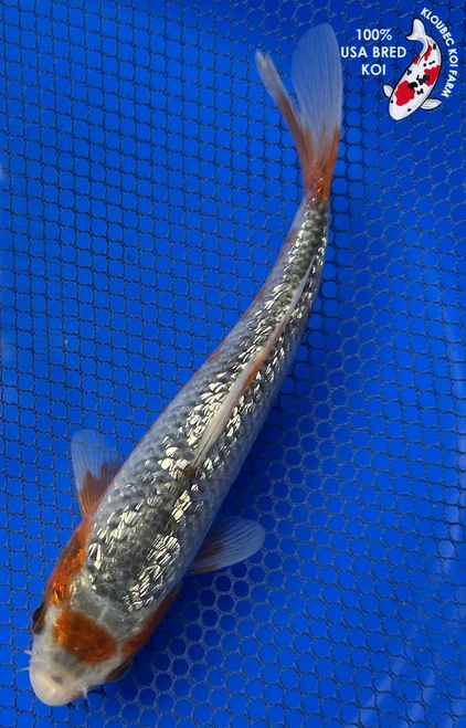 6.5" "Sparky" Gin Rin Asagi Koi #J41635(P14)