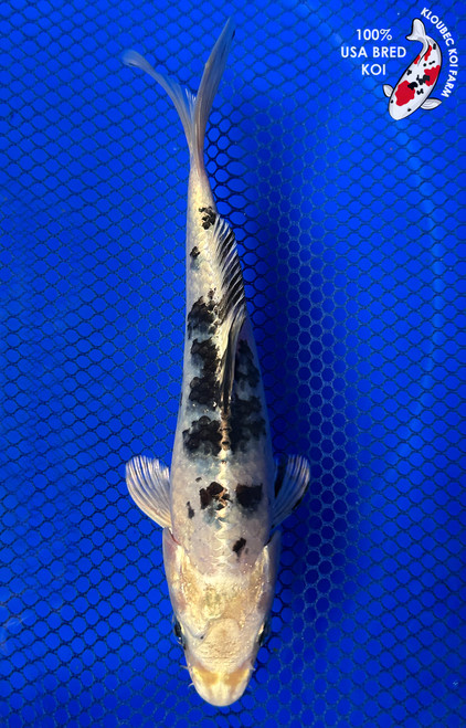 7" "Domino" Hikari Utsuri Koi #J41641(P14)