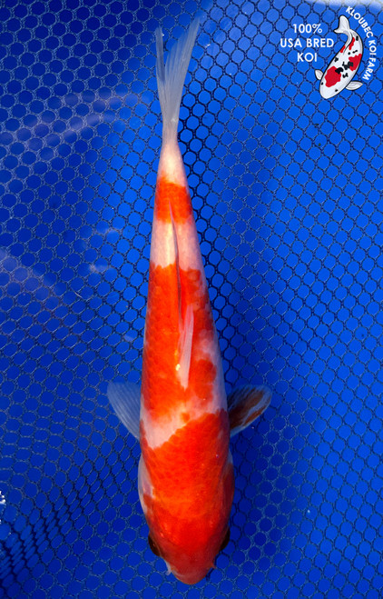 6" "Rosie" Kohaku Koi #J41645(P11)