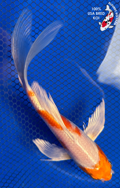 7" "Creamsicle" Hariwake Butterfly Koi #J41648(P11)