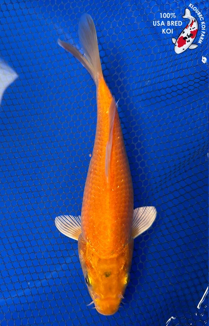 7" "Sunny" Kigoi Koi #J41650(P11)