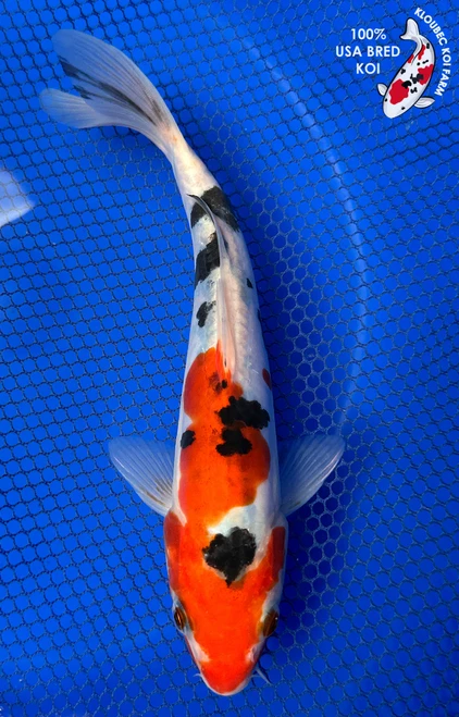 8" "Cherry Noir" Doitsu Sanke Koi #J41651(P12)