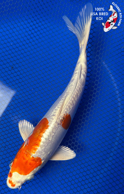 8.5" "Blaze" Doitsu Hariwake Koi #J41654(P12)