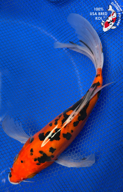 10" Doitsu Hi Bekko Butterfly Koi #J41660(S6)