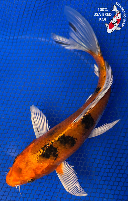 9" Hikari Utsuri Butterfly Koi #J41663(S5)