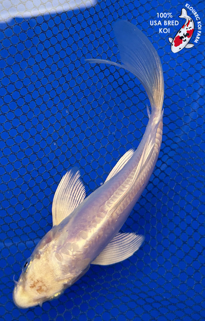 6" "Blanca" Doitsu Platinum Ogon Butterfly Koi #J4171(H1)