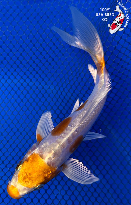 5.5" "Celine" Doitsu Hariwake Butterfly Koi #J4174(H1)