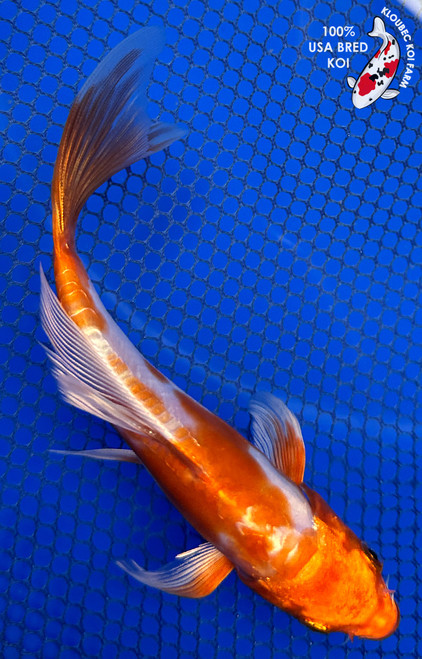 5.5" "Citrine" Doitsu Hariwake Butterfly Koi #J4178(H8)