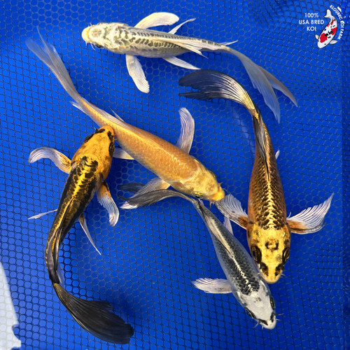 (5) 5-7" Butterfly Koi "Tranquil Collection" Pond Pack #J4234(F4)