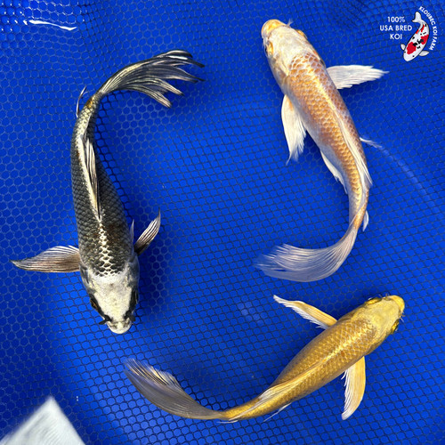 (3) 6-8" Butterfly Koi "Curated Trio" Pond Pack #J4235(F5)