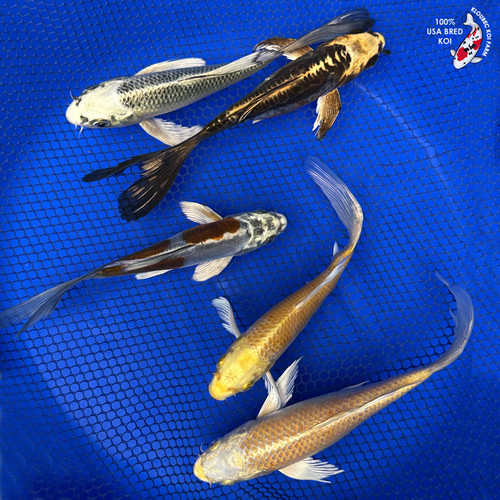 (5) 5-7" Butterfly Koi "Golden Hour Collection" Pond Pack #J4236(F7)
