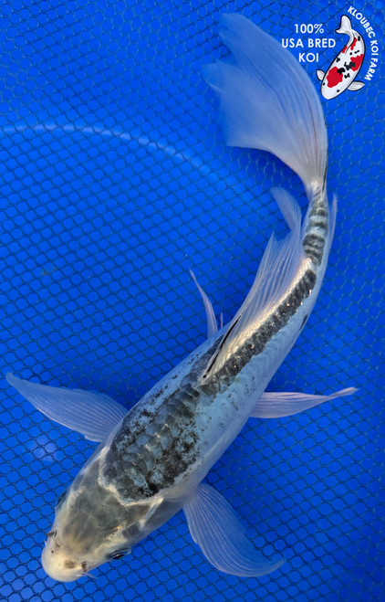 10" "Sapphire" Kumonryu Butterfly Koi #J42313(X1)