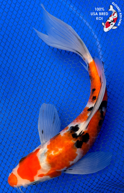10" "Bandit" Sanke Butterfly Koi #J42314(X1)