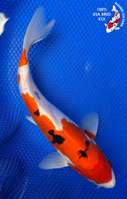 10" "Ranger" Doitsu Sanke Koi #J42315(X1)