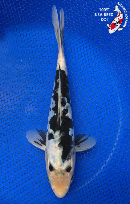 10" "Onyx" Kumonryu Koi #J42316(X1)