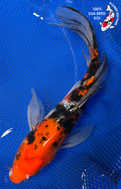 11" "Buddy" Sanke Butterfly Koi #J42320(X48)
