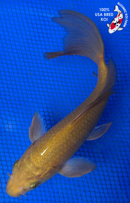 8" "Honey" Chagoi Butterfly Koi #J42321(X45)