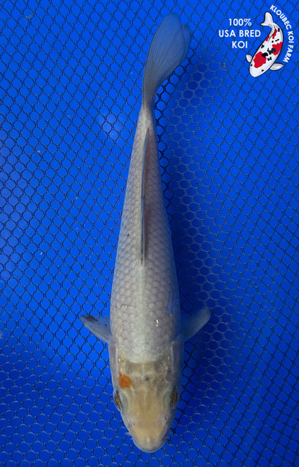 7" "Smokey" Soragoi Koi #J42322(X45)