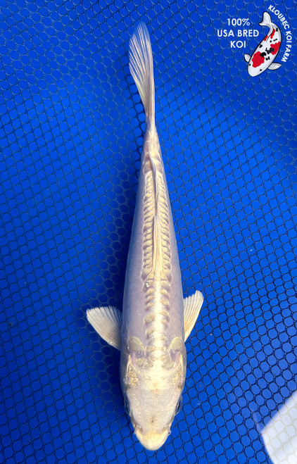 7" "Lumen" Doitsu Platinum Ogon Koi #J42323(X45)